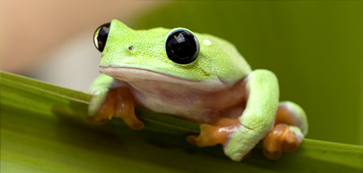 Tree frog