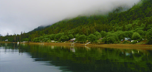 Alaskan forest